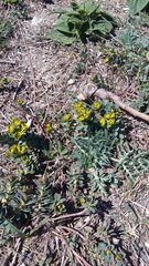 Euphorbia glareosa