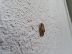 Solenopsis punctaticeps