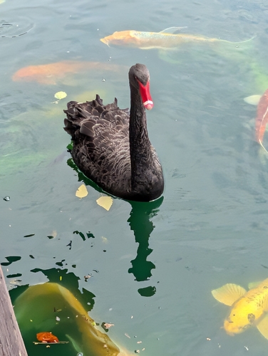 iNaturalist image