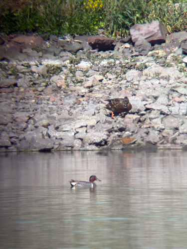iNaturalist: (c) mguinther2021, some rights reserved (CC BY-NC) iNaturalist image