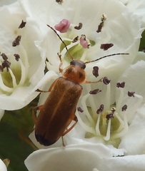 Osphya bipunctata