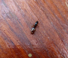 Solenopsis punctaticeps