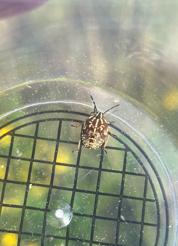 Black-shouldered Shieldbug