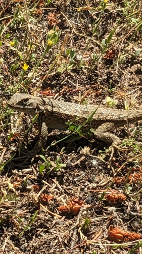 iNaturalist observation photo of Western Fence Lizard