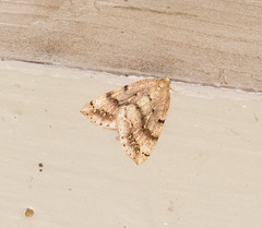 Thallophaga hyperborea