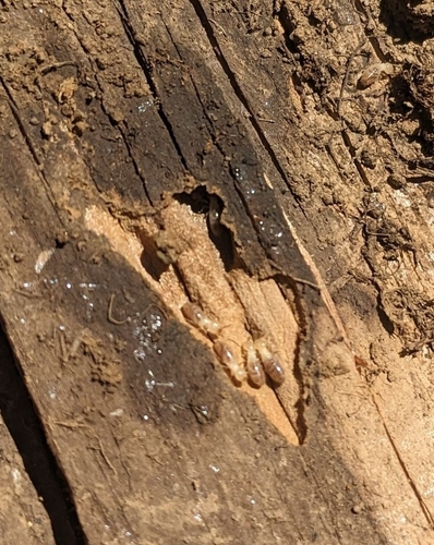 iNaturalist observation photo of Termites