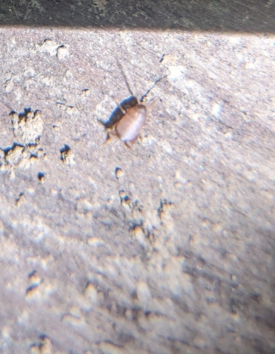 iNaturalist observation photo of West Coast Ant Cricket