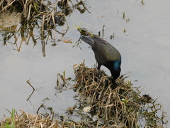 Quiscalus quiscula versicolor