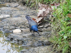 Quiscalus quiscula versicolor