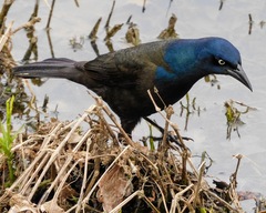 Quiscalus quiscula versicolor