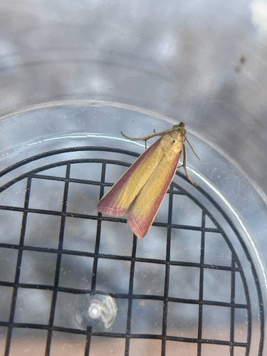 Rosy-striped Knot-horn