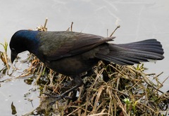 Quiscalus quiscula versicolor