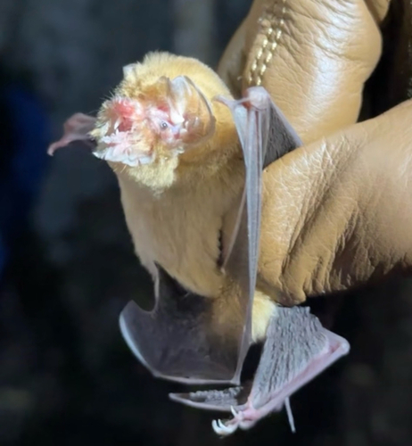 Antillean Ghost-faced Bat