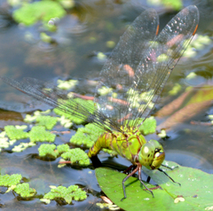 Coryphaeschna adnexa