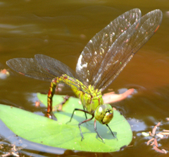 Coryphaeschna adnexa