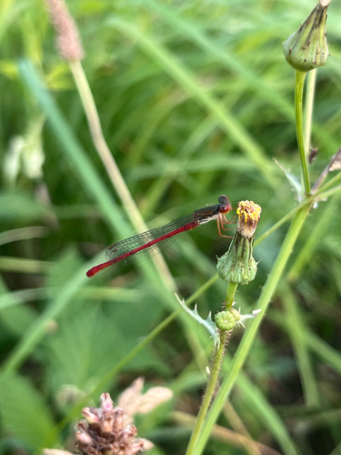 Small Red Damselfly