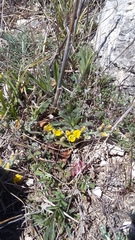 Genista albida
