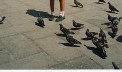 Columba livia domestica
