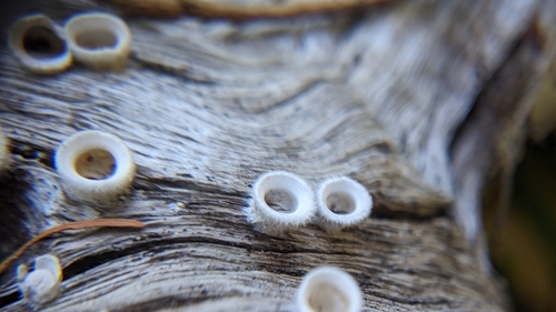 iNaturalist observation photo of woolly bird's nest fungus