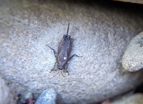 iNaturalist observation photo of Teredorus