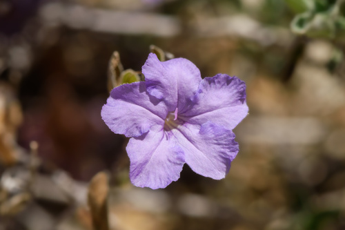 Parry's ruellia