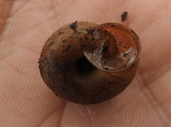 Euomphalia strigella