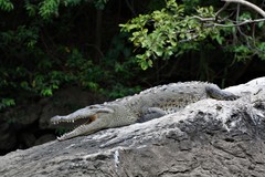 Crocodylus