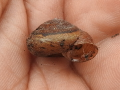 Euomphalia strigella