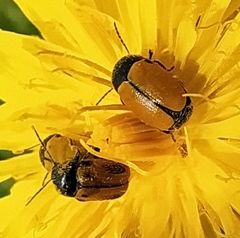 Cryptocephalus rugicollis
