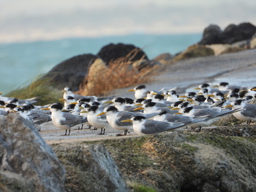 iNaturalist: (c) Tommy Osborne, some rights reserved (CC BY-NC), uploaded by Tommy Osborne iNaturalist image