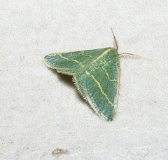 Microloxia ruficornis