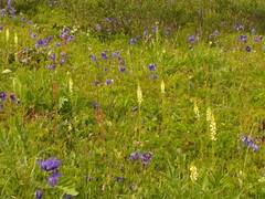Pedicularis incarnata
