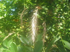 Elymus wiegandii