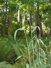 Elymus wiegandii
