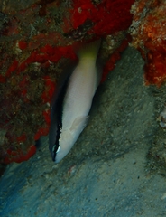 Pseudochromis perspicillatus