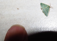 Microloxia ruficornis