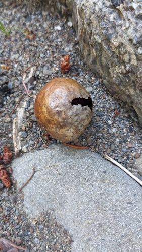 iNaturalist observation photo of Oak Gall Wasps