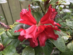 Rhododendron forrestii
