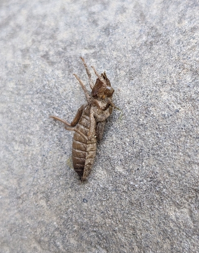 iNaturalist observation photo of Clubtails