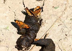 Phyciodes cocyta selenis