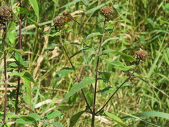 Sympetrum semicinctum