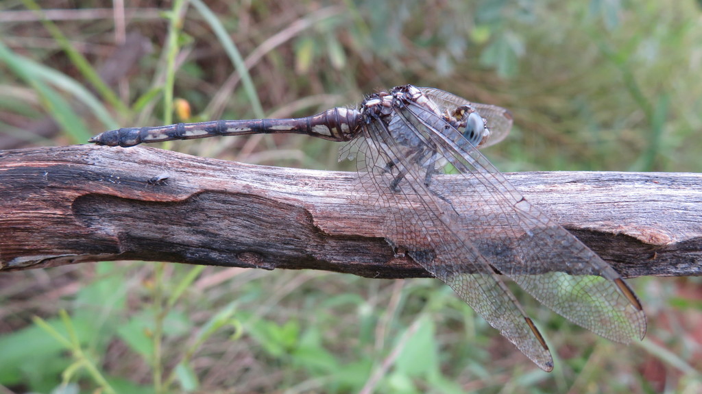 Orthetrum from Tanzania on April 6, 2020 at 05:20 PM by John Lyakurwa ...