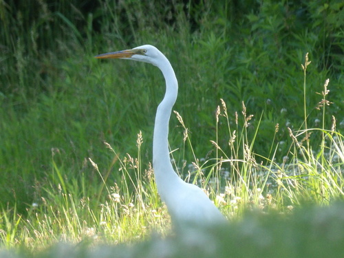 iNaturalist image