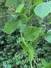 Cyphostemma anatomicum