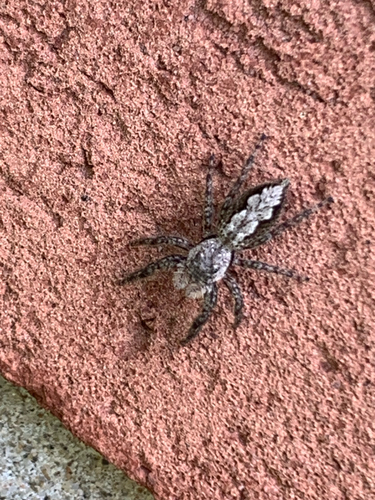 Tan Jumping Spider