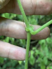 Cyphostemma anatomicum