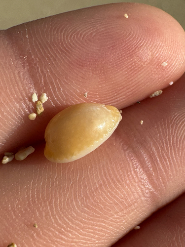 Cypraea semiplota observed 2026-06-05