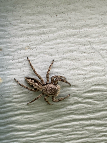 Tan Jumping Spider