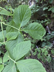 Cyphostemma anatomicum