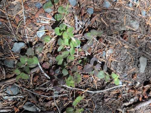 iNaturalist observation photo of Dicots